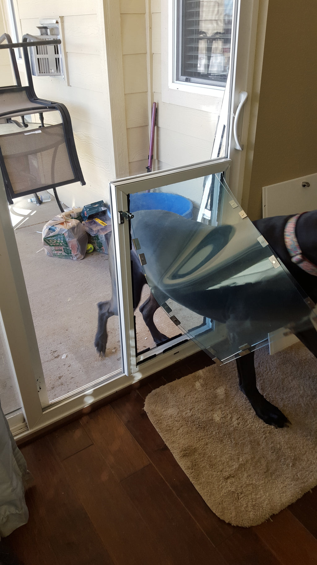 Big black dog using a Giant Hale pet door.
