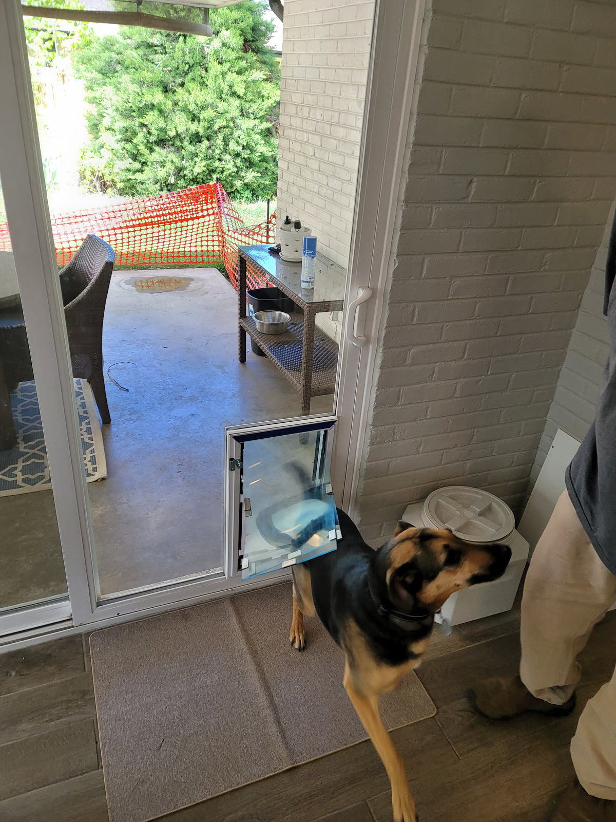 A dog with a black and tan coat stands at an open pet door, looking out onto a patio with a hammock and greenery. A person wearing beige pants and a dark top is partially visible on the right side of the frame.