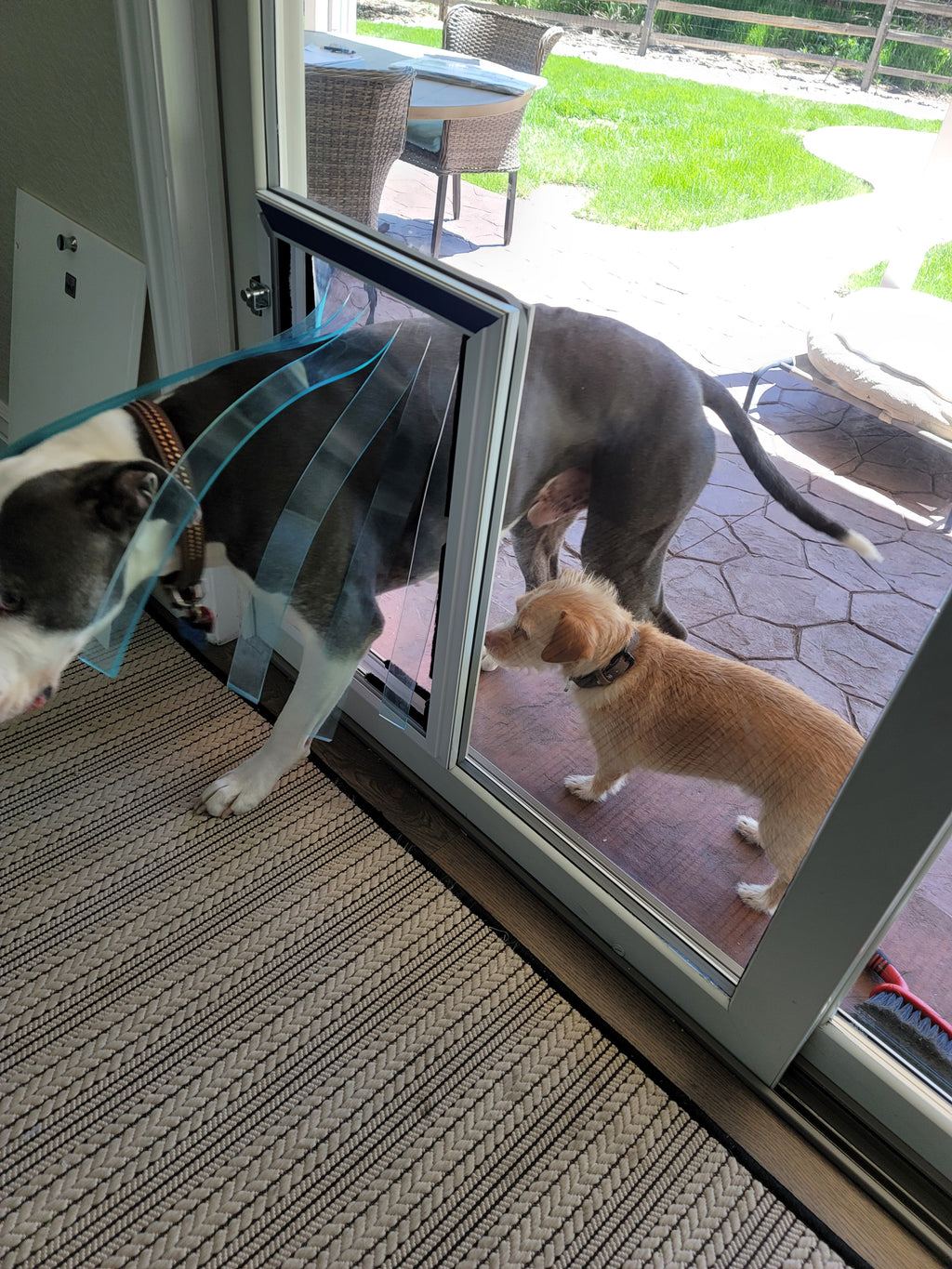 Two dogs that need Hale Pet Door training flaps to learn how to use new dog door.