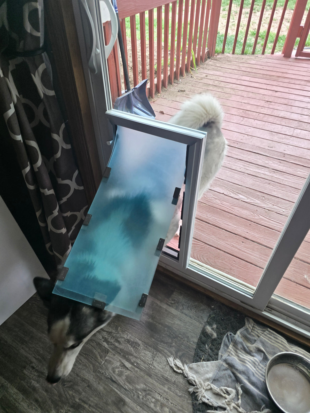 Husky using his new Hale pet door.