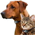 Dog and cat wearing Hi tech pet collars on a white background