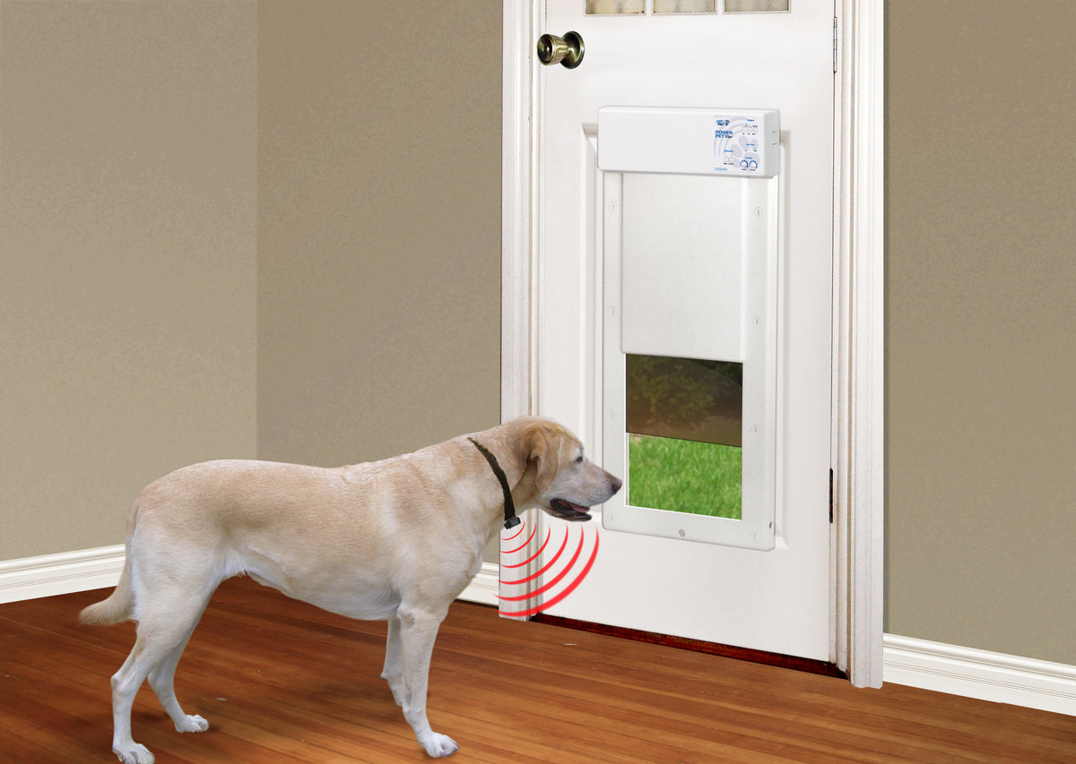 Dog standing in front of a electronic pet door with a brown wall and wooden floor background.