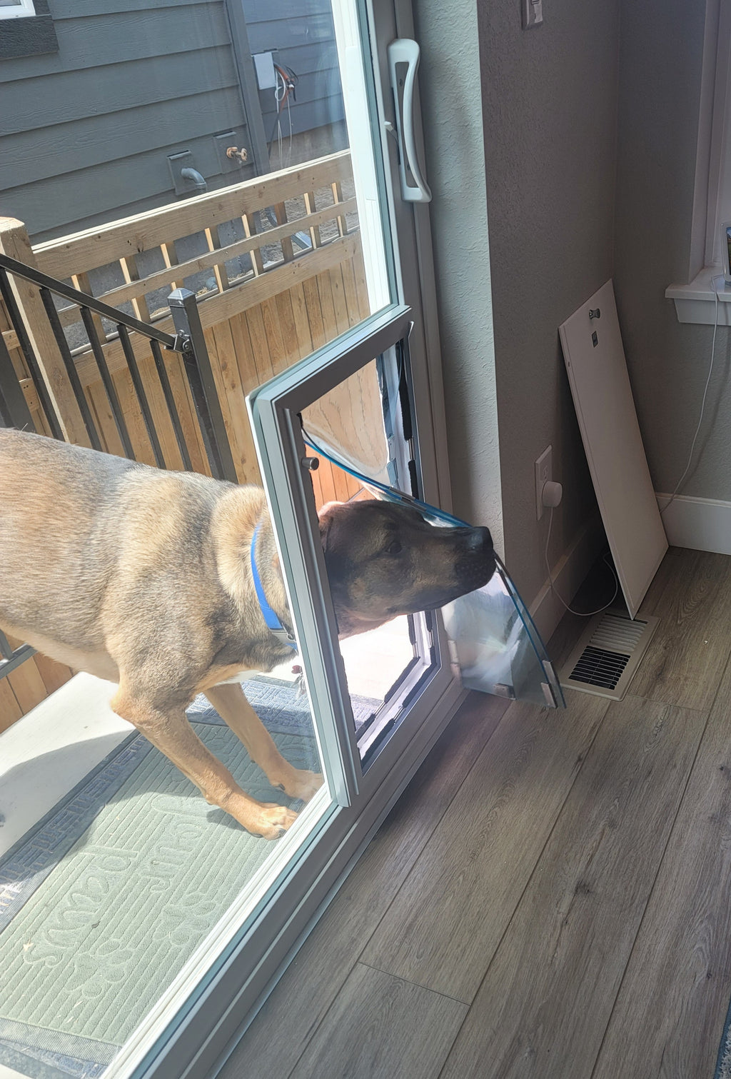Dog using a pet door in a house for the first time