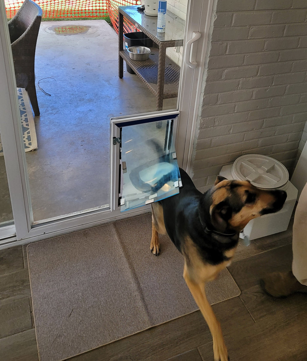 dog training to use a dog door